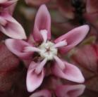 Common milkweed: flower