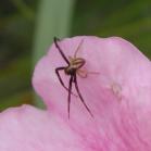 Orb spider: on Rose