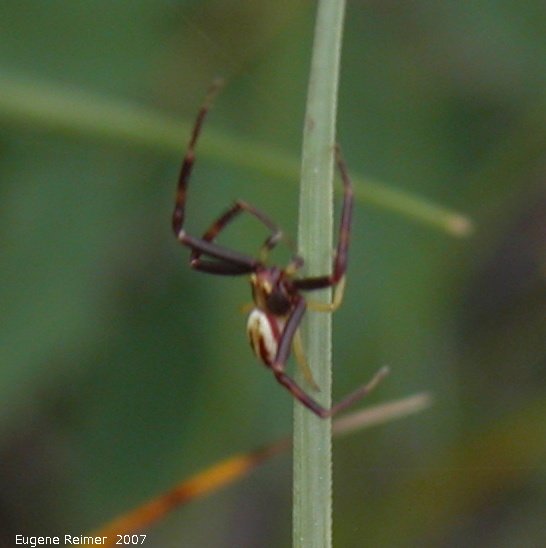 IMG 2007-Jun29 at Woodridge:  Orb spider (Araneidae sp) on Grass (Poaceae sp)
