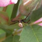 2007jun29 at Woodridge:  Orb spider on Rose