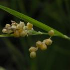 Golden sedge=Carex aurea: closer