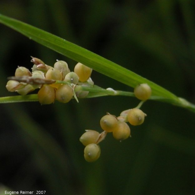 IMG 2007-Jun29 at Woodridge:  Golden sedge (Carex aurea) closer