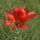 Wood lily: flowers