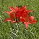 Wood lily: flowers