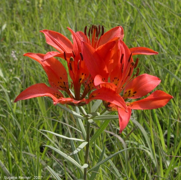IMG 2007-Jun29 at Woodridge:&nbsp; Wood lily (Lilium philadelphicum) flowers