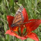 Monarch: on WoodLily