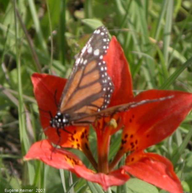 IMG 2007-Jun29 at Woodridge:  Monarch butterfly (Danaus plexippus) on Wood lily (Lilium philadelphicum)