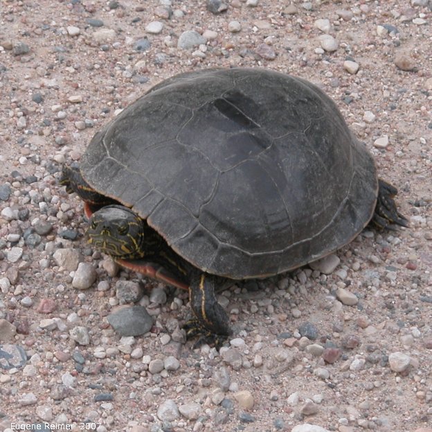 IMG 2007-Jun29 at Forestry-Rd-4:  Painted turtle (Chrysemys picta)