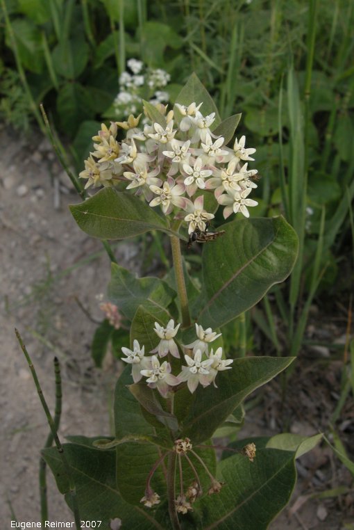 IMG 2007-Jun29 at Forestry-Rd-4:&nbsp; Dwarf white milkweed (Asclepias ovalifolia) plant