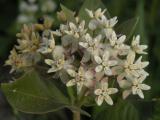 Dwarf white milkweed: flowers