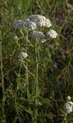 Common yarrow=Achillea millefolium: plant