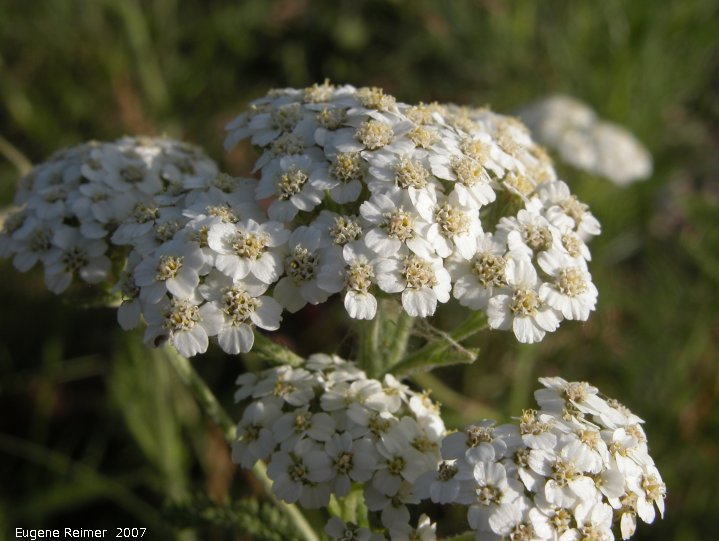 IMG 2007-Jun29 at Forestry-Rd-4:&nbsp; Common yarrow (Achillea millefolium) flowers