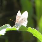 Alfalfa butterfly: