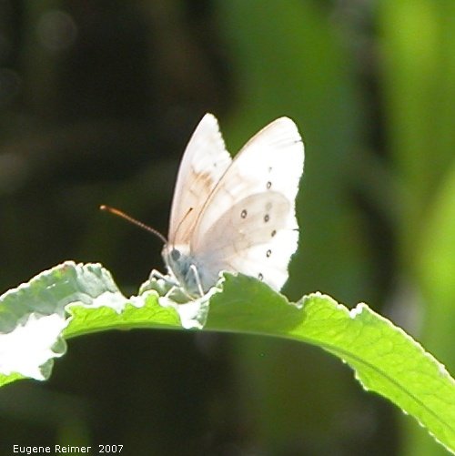 IMG 2007-Jul04 at MelnickRd:  Alfalfa-butterfly (Colias eurytheme)