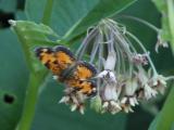 2007jul06 at Hadashville:  Pearl-crescent butterfly on Milkweed