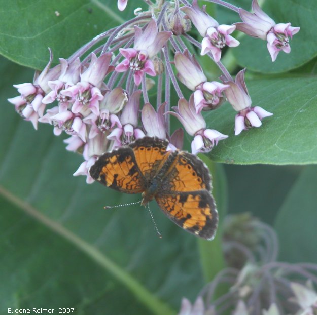 IMG 2007-Jul06 at Hadashville:  Pearl-crescent butterfly (Phyciodes tharos) on Milkweed (Asclepias sp)