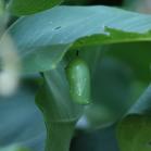 2007jul06 at Hadashville:  Monarch chrysalis on Milkweed