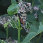 Monarch: butterfly on Milkweed
