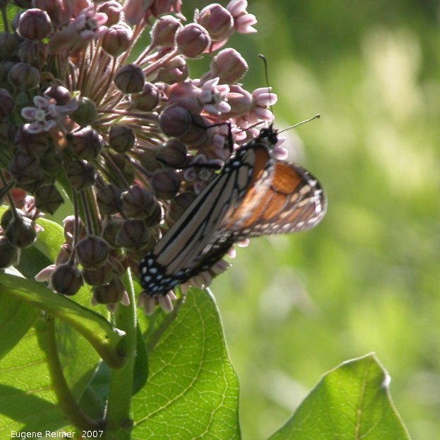 IMG 2007-Jul06 at TCH1 near FalconLake:  Monarch butterfly (Danaus plexippus) on Milkweed (Asclepias sp)