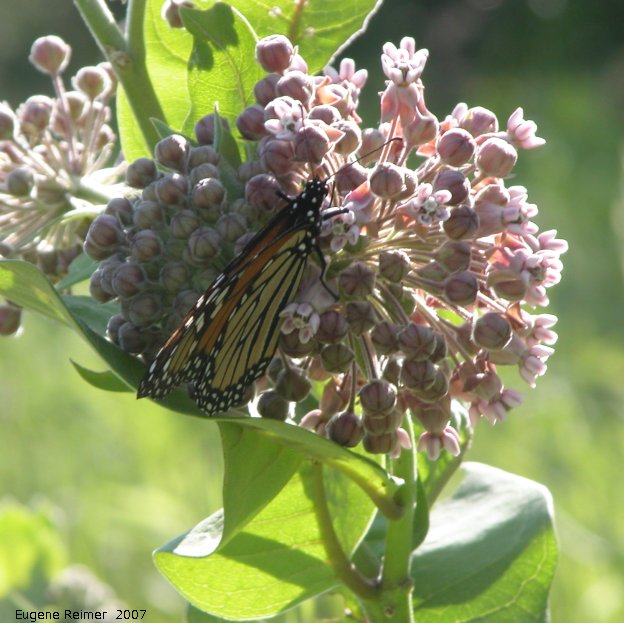 IMG 2007-Jul06 at TCH1 near FalconLake:  Monarch butterfly (Danaus plexippus) on Milkweed (Asclepias sp)