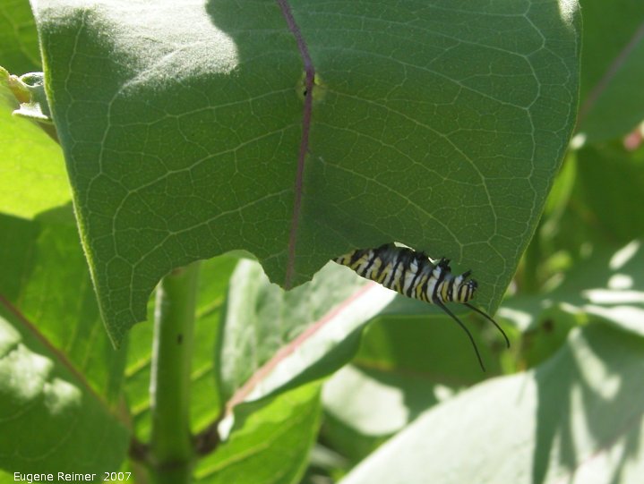IMG 2007-Jul06 at TCH1 near FalconLake:  Monarch butterfly (Danaus plexippus) caterpillar on Milkweed (Asclepias sp)