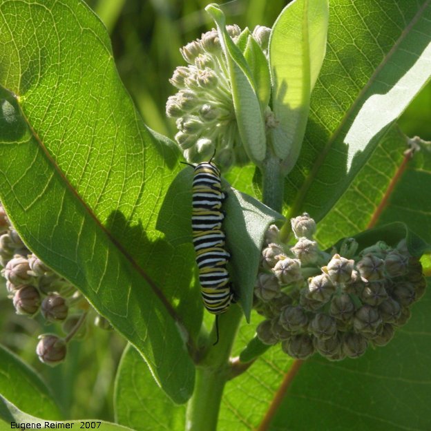 IMG 2007-Jul06 at TCH1 near FalconLake:  Monarch butterfly (Danaus plexippus) caterpillar on Milkweed (Asclepias sp)