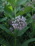 Common milkweed: plant
