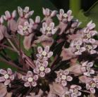 Common milkweed: flowers closer