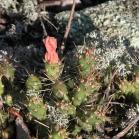 Brittle prickly-pear-cactus=Opuntia fragilis: in bud