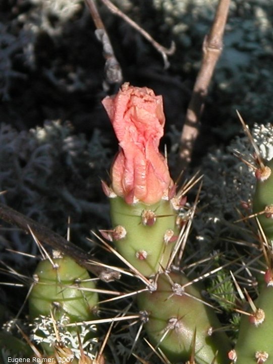 IMG 2007-Jul06 at FalconLake:  Brittle prickly-pear-cactus (Opuntia fragilis) in bud