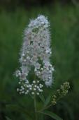 Meadowsweet=Spiraea alba: flowers