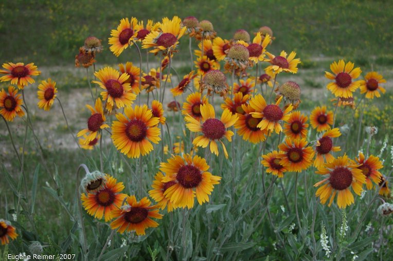 IMG 2007-Jul06 at PR404 near Sandilands:&nbsp; Common gaillardia (Gaillardia aristata) flowers