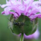 Six-banded longhorn-beetle=Dryobius sexnotatus: on Bergamot