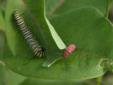 2007jul14 at BirdsHillPark:  Monarch caterpillar and Red milkweed-borer on Milkweed