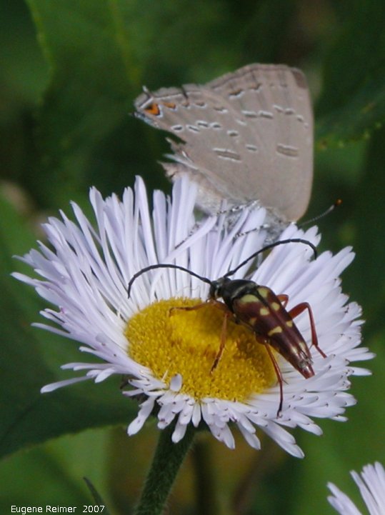 IMG 2007-Jul14 at BirdsHillPark:  Six-banded longhorn-beetle (Dryobius sexnotatus) and Banded hairstreak butterfly (Satyrium calanus) on Fleabane (Erigeron sp)
