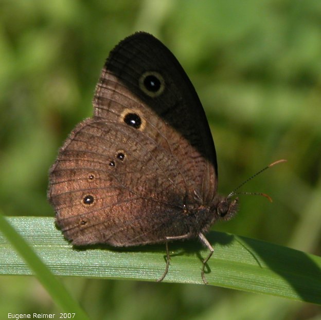 IMG 2007-Jul14 at BirdsHillPark:  Eyed brown butterfly (Satyrodes eurydice)
