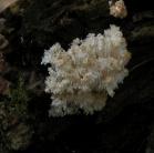 Coral fungus: