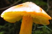 orange-fungus?: underside