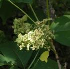strange-growth: on Poison ivy