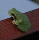 Copes tree-frog: on display-frame