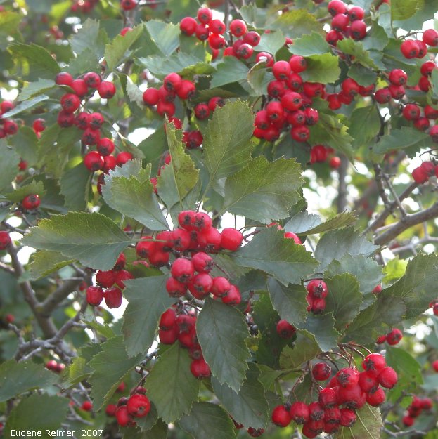 IMG 2007-Aug18 at PTH15:&nbsp; Hawthorn (Crataegus sp) berries