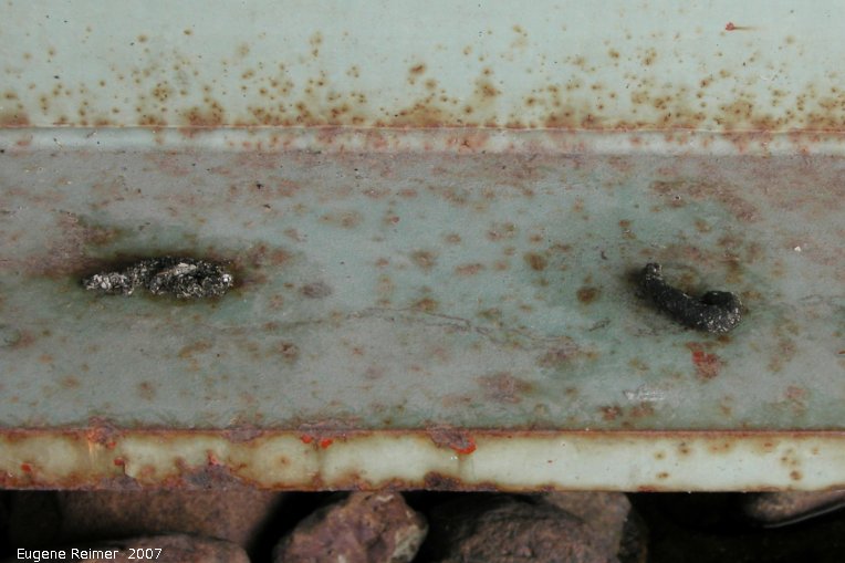 IMG 2007-Aug18 at HazelCreek-bridge:&nbsp; Raccoon (Procyon lotor) scat on bridge