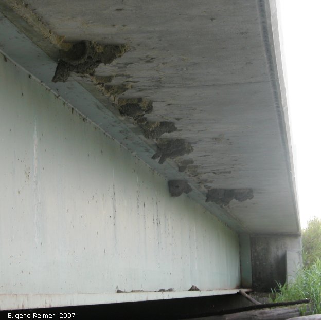 IMG 2007-Aug18 at HazelCreek-bridge:  Cliff swallow (Petrochelidon pyrrhonota) nests on bridge closer
