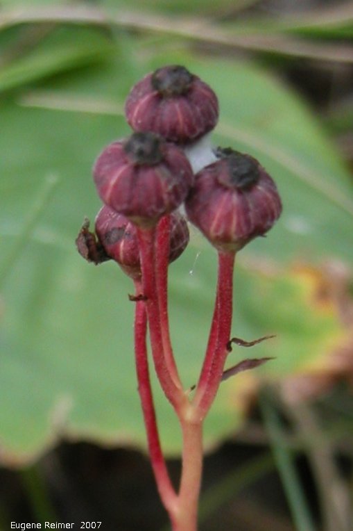 IMG 2007-Aug18 at Contour:&nbsp; Pipsissewa (Chimaphila umbellata) pods