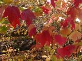 Mountain maple: red foliage closer