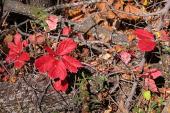 Virginia creeper: red foliage