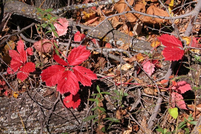 IMG 2007-Sep22 at BeaudryProvincialPark:  Virginia creeper (Parthenocissus quinquefolia) red foliage