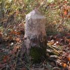 Beaver-chewed-stump: of GreenAsh