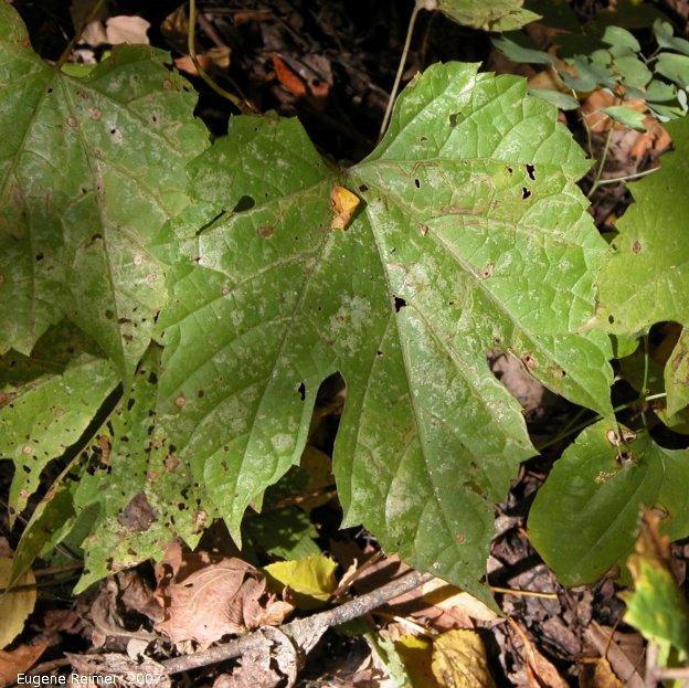 IMG 2007-Sep22 at BeaudryProvincialPark:  Wild grape (Vitis riparia) leaf
