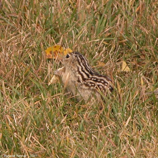 IMG 2007-Sep22 at BeaudryProvincialPark:  Thirteen-striped ground-squirrel (Ictidomys tridecemlineatus) eating